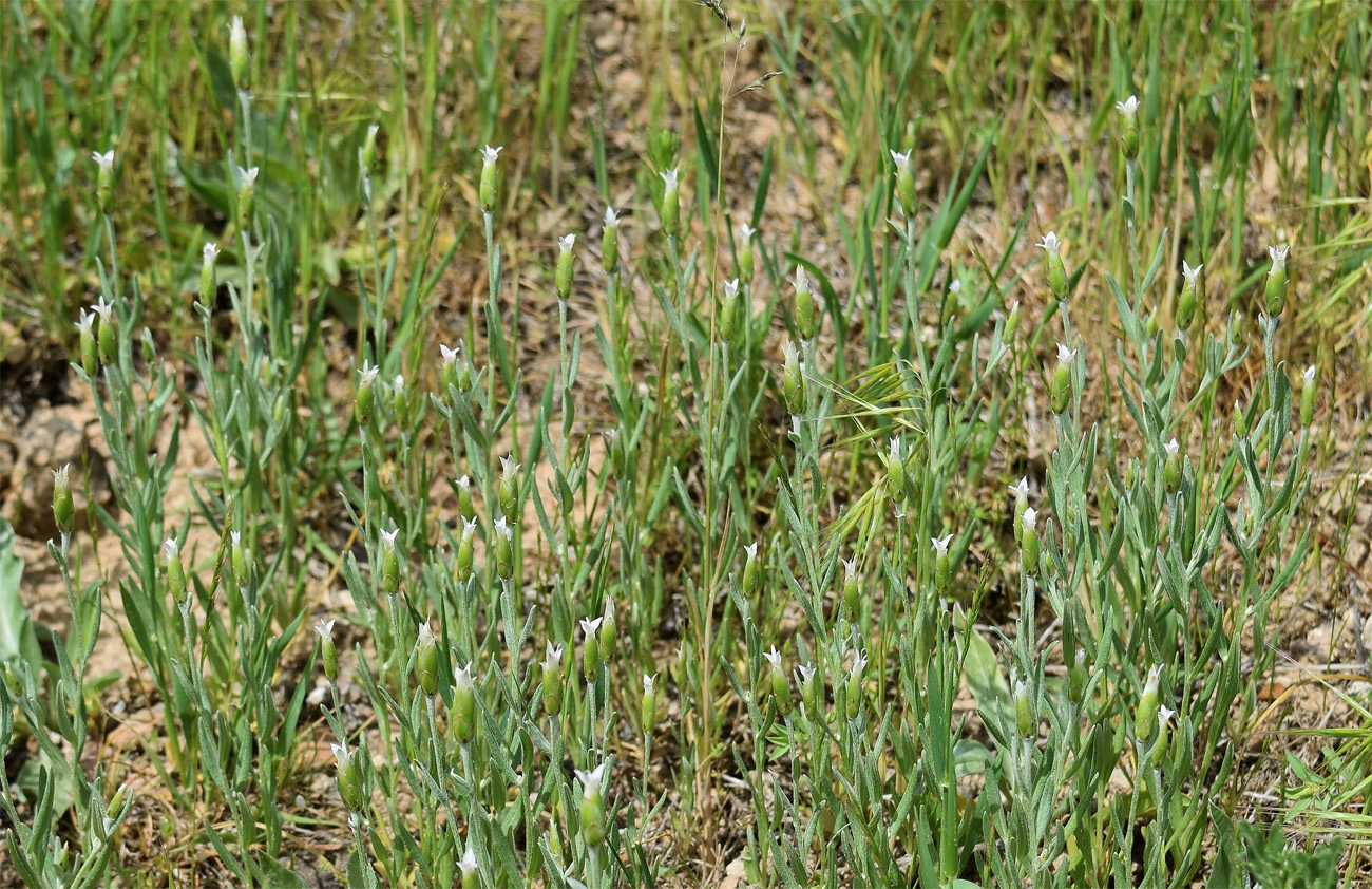 Image of Chardinia orientalis specimen.