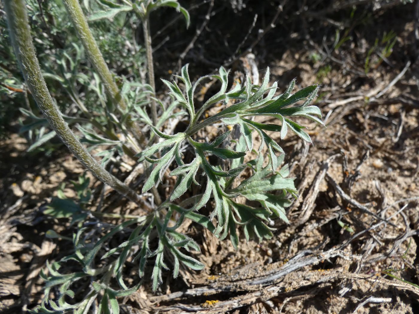 Image of Ranunculus platyspermus specimen.