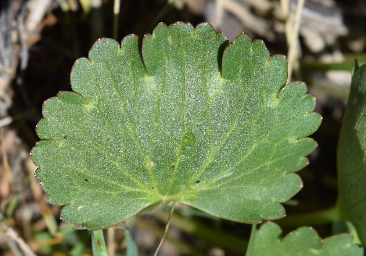 Изображение особи Ranunculus czimganicus.