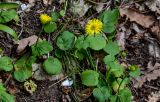 View full-size image Doronicum orientale