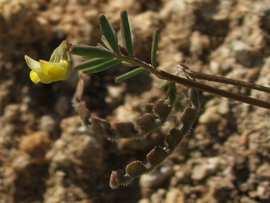 Изображение особи Hippocrepis ciliata.