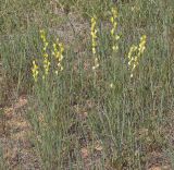 View full-size image Linaria incompleta