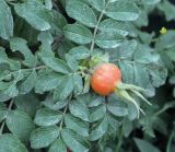 View full-size image Rosa rugosa