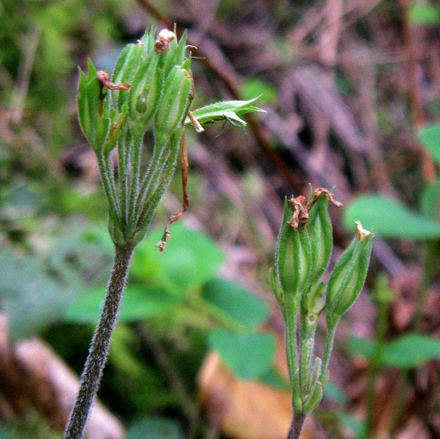 Image of Primula elatior specimen.