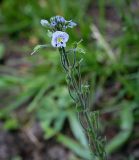 Смотреть изображение Veronica gentianoides