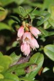 View full-size image Vaccinium vitis-idaea