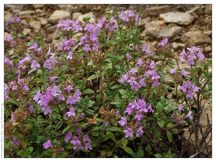 Image of Thymus bashkiriensis specimen.