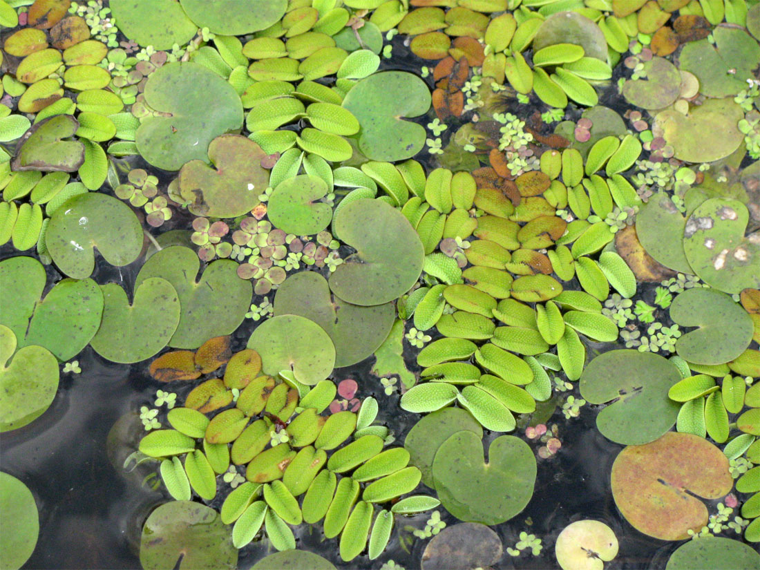 Image of Salvinia natans specimen.