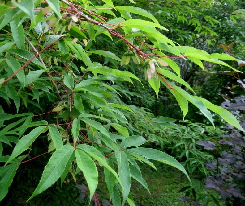 Image of Acer mandshuricum specimen.