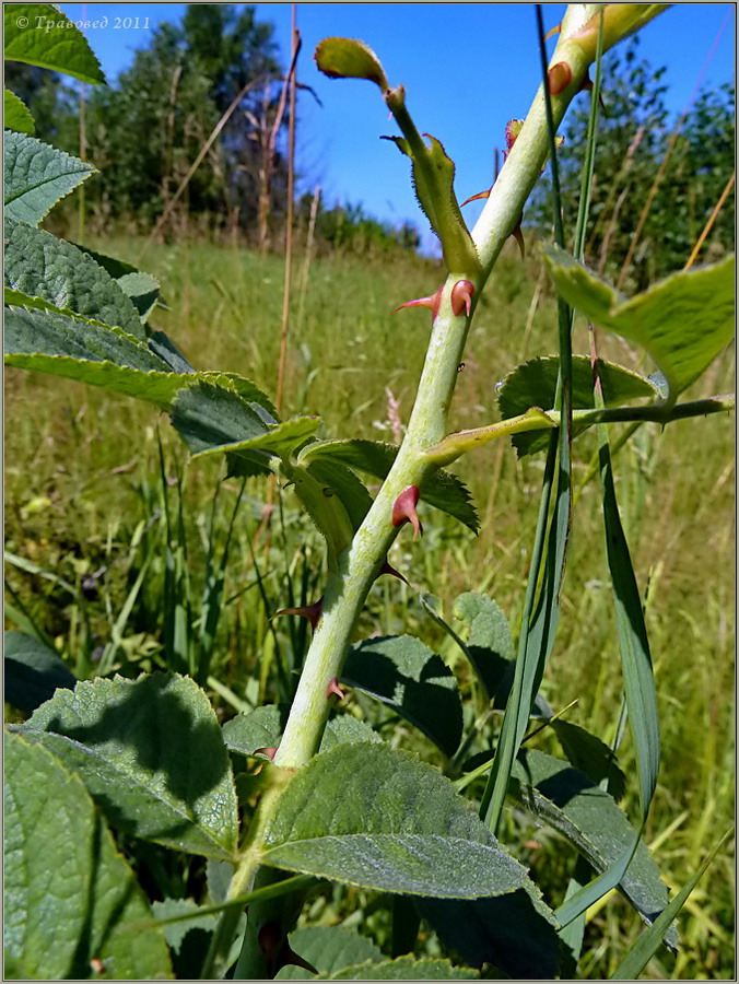 Image of genus Rosa specimen.