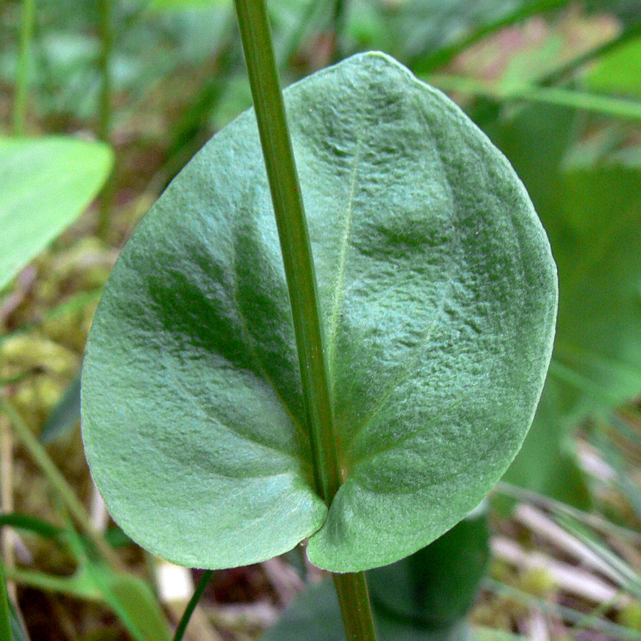 Изображение особи Parnassia palustris.