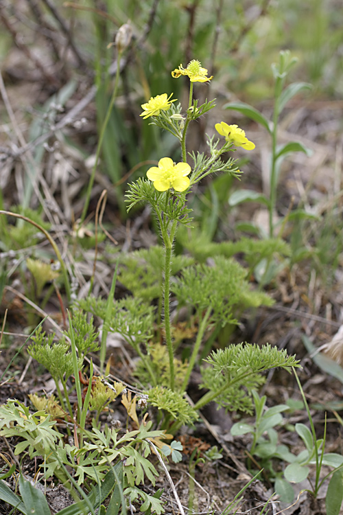 Изображение особи Ranunculus tenuilobus.