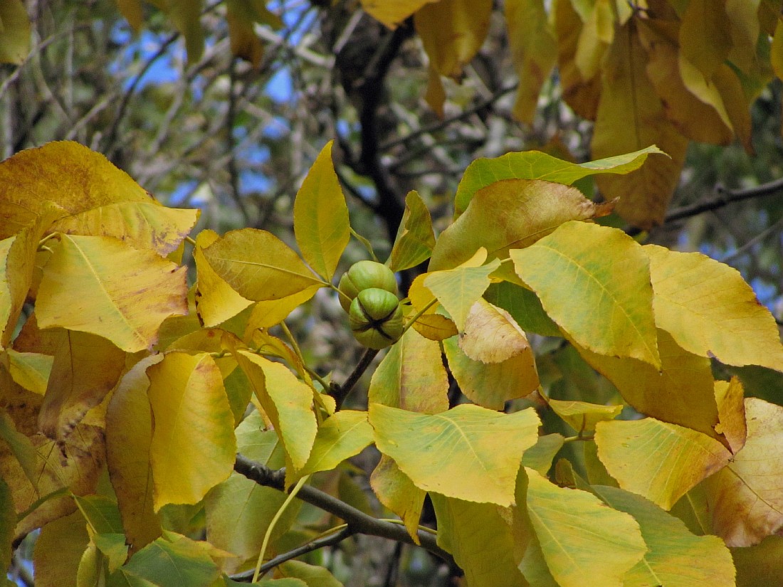 Изображение особи Carya ovata.