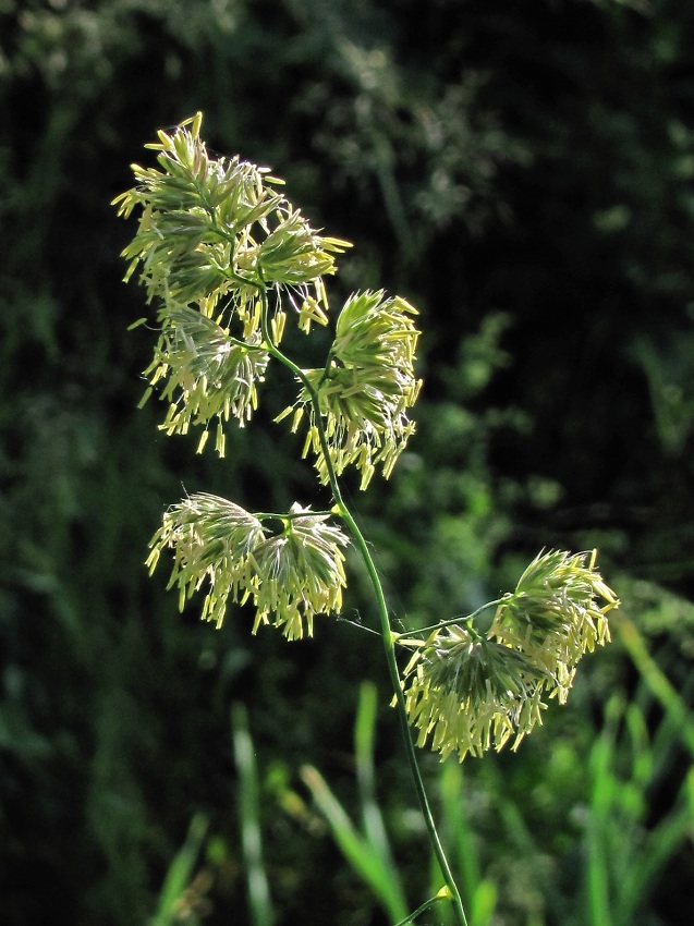 Изображение особи Dactylis glomerata.