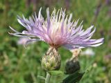 genus Centaurea. Соцветие. Украина, Донецкая обл., Константиновский р-н, окр. с. Заря, выходы третичных песков на склоне степной балки в долине р. Калиновая. 04.07.2010.