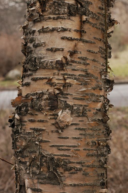 Image of Betula alleghaniensis specimen.