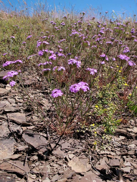 Image of Dianthus pseudarmeria specimen.