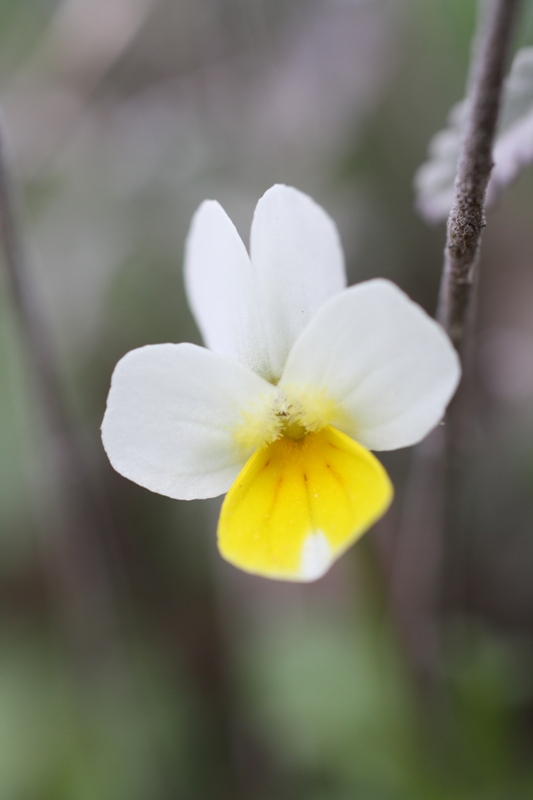 Image of Viola arvensis specimen.