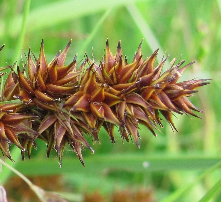 Image of Carex vulpina specimen.