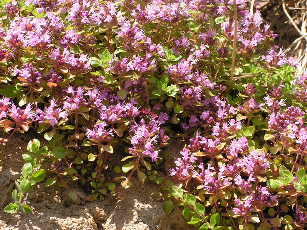 Image of genus Thymus specimen.