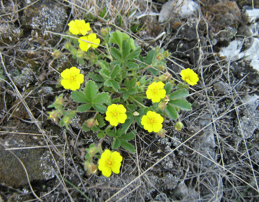 Image of Potentilla depressa specimen.