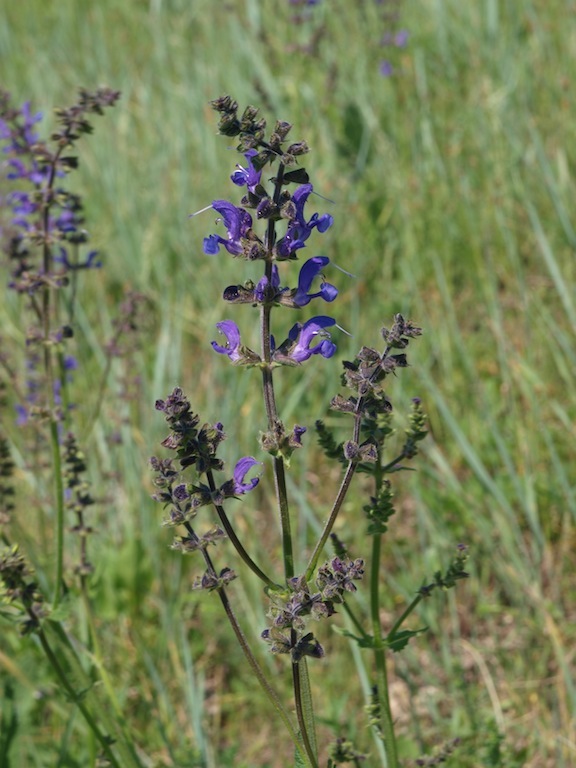 Изображение особи Salvia pratensis.