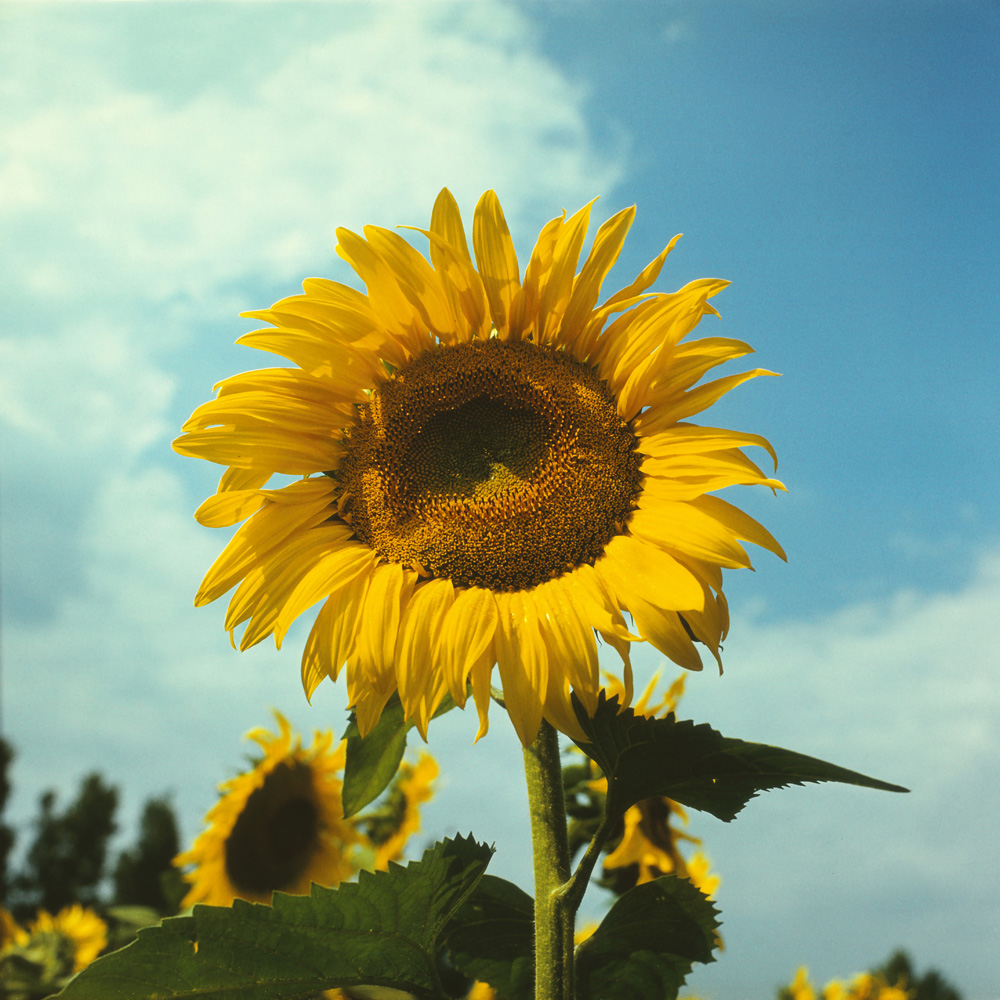 Image of Helianthus annuus specimen.