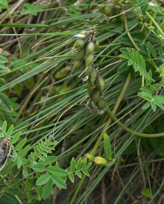 Image of Astragalus brachytropis specimen.