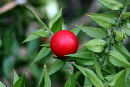 Изображение особи Ruscus aculeatus.