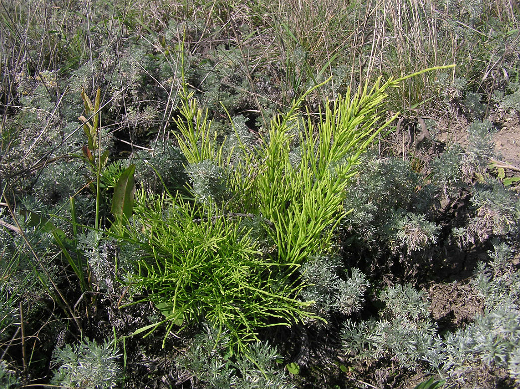 Изображение особи Equisetum arvense.