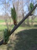 Padus virginiana × P. avium