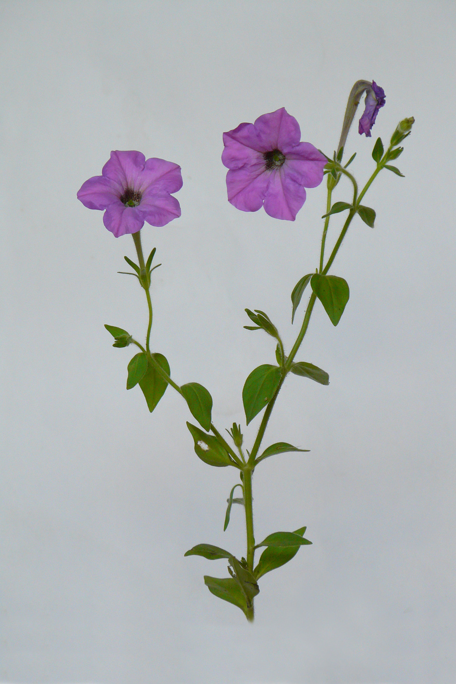 Image of Petunia &times; hybrida specimen.