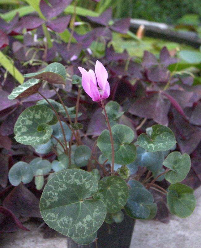 Image of Cyclamen purpurascens specimen.