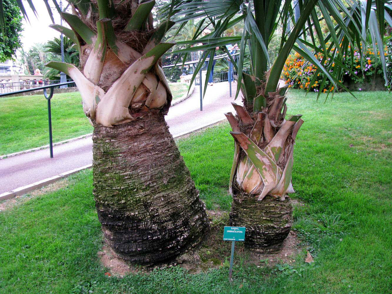 Image of Sabal umbraculifera specimen.