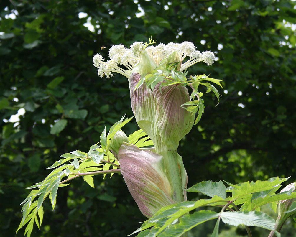 Image of Angelica ursina specimen.