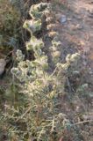 Salvia lanigera. Расцветающее растение. Израиль, г. Беэр-Шева, пустырь. 03.01.2013.