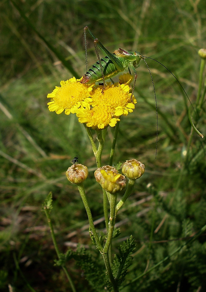 Image of Tanacetum millefolium specimen.