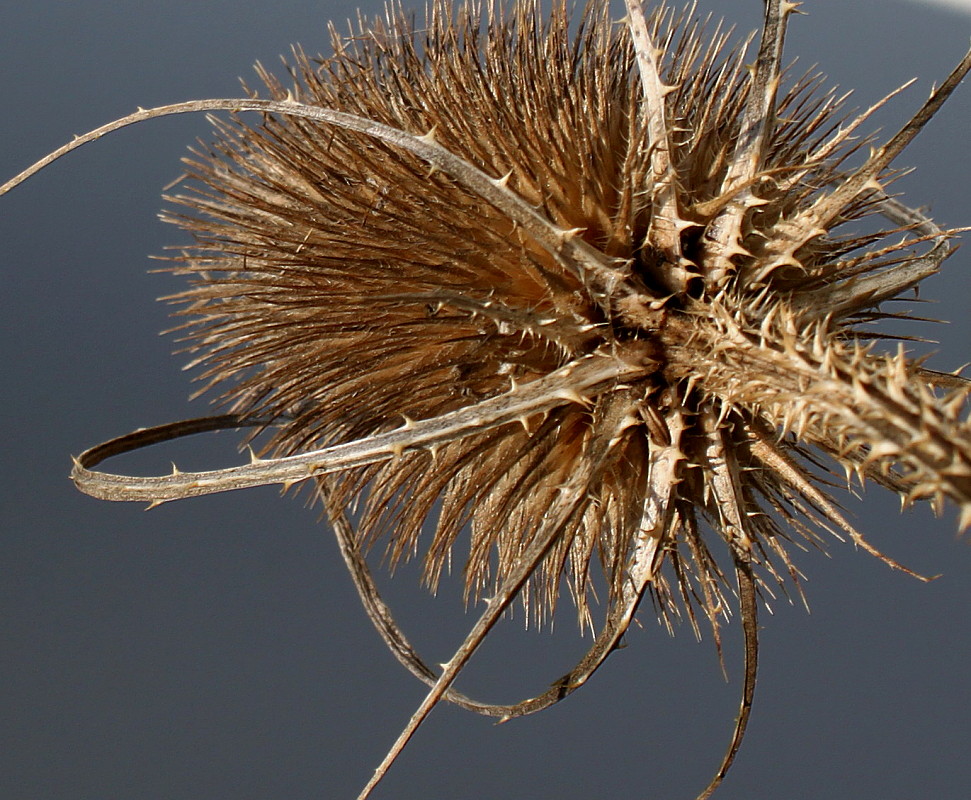 Image of Dipsacus fullonum specimen.