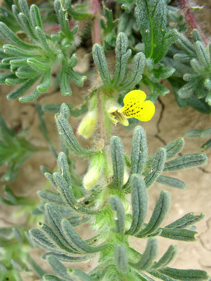 Image of Ajuga chia specimen.