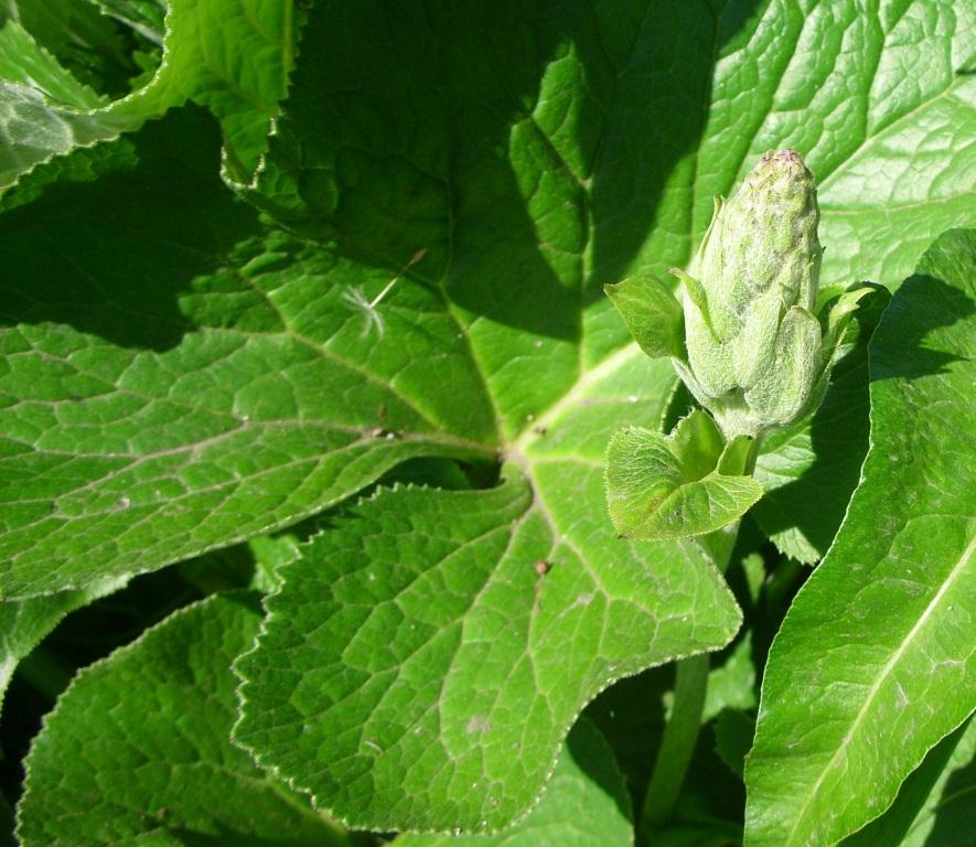 Image of Ligularia fischeri specimen.