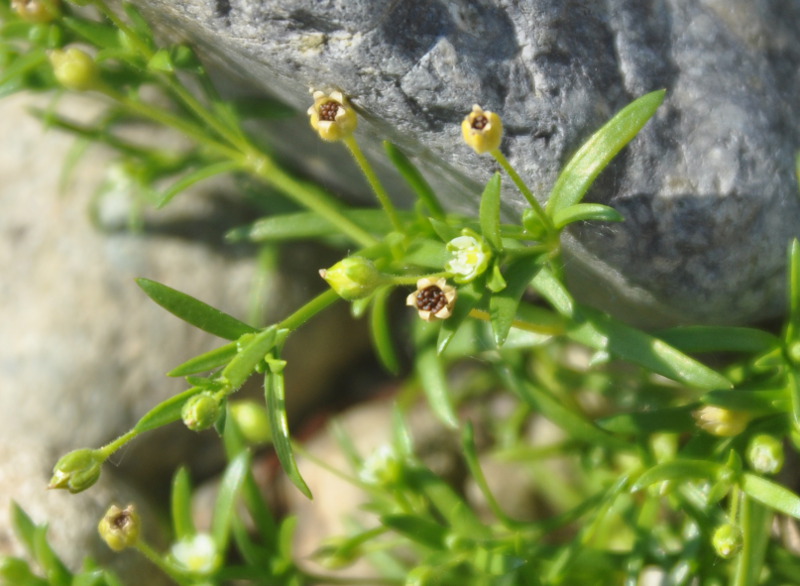 Image of Sagina maxima specimen.