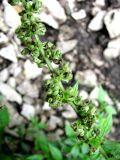 Смотреть изображение Parietaria officinalis