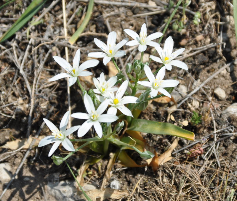 Изображение особи Ornithogalum montanum.