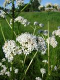 Valeriana wolgensis