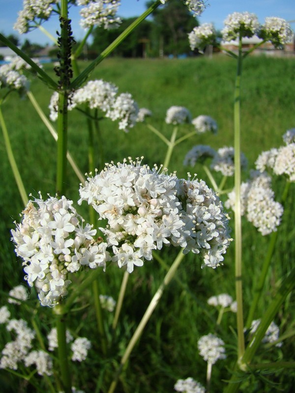 Image of Valeriana wolgensis specimen.