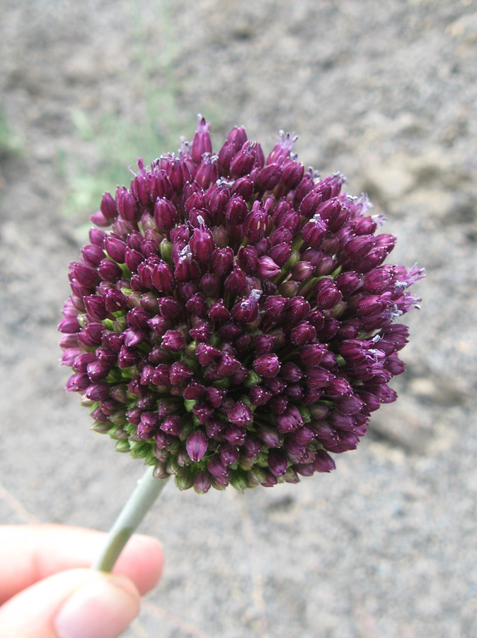 Изображение особи Allium atroviolaceum.