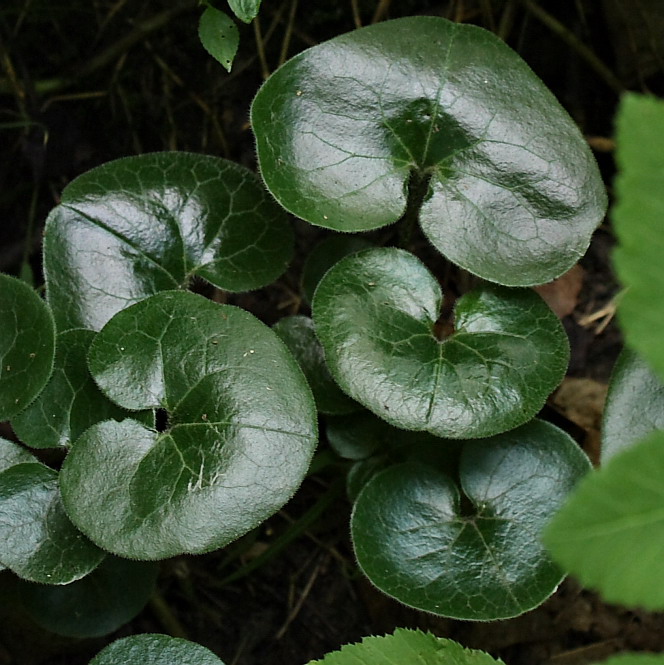 Image of Asarum europaeum specimen.