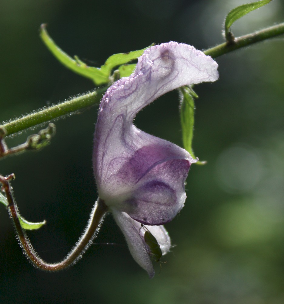 Image of Aconitum septentrionale specimen.