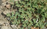 Euphorbia glyptosperma. Растение на обочине асфальтовой дороги. Краснодарский край, Ханское озеро, дамба. 19.08.2013.