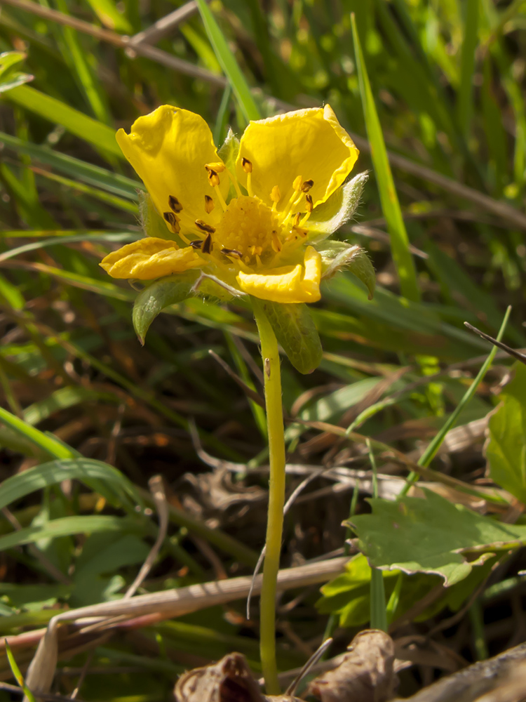 Изображение особи Potentilla reptans.